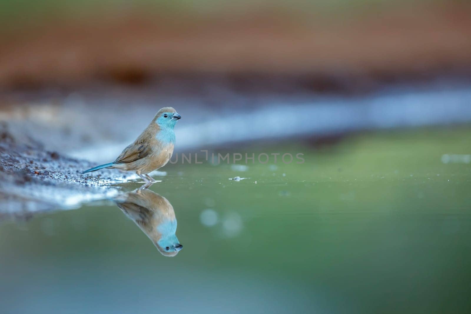 Blue breasted cordon bleu in Kruger National park, South Africa by PACOCOMO