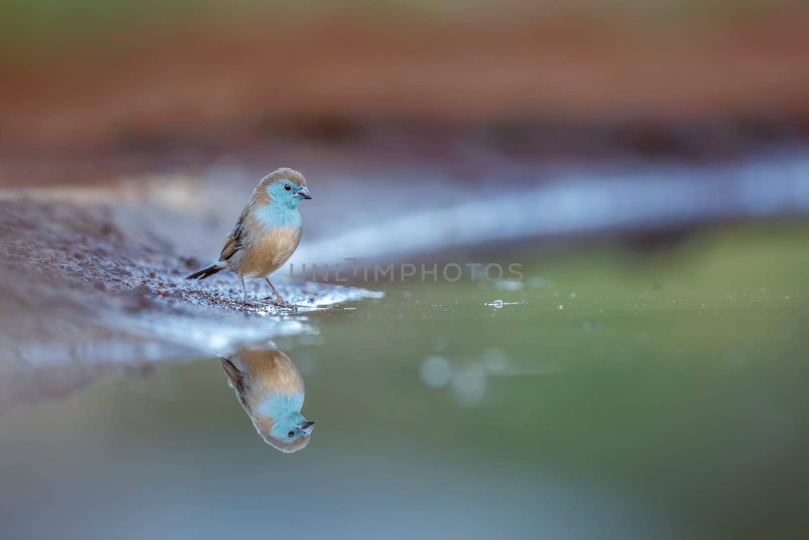 Blue-breasted Cordonbleu drinking early morning in Kruger National park, South Africa ; Specie Uraeginthus angolensis family of Estrildidae