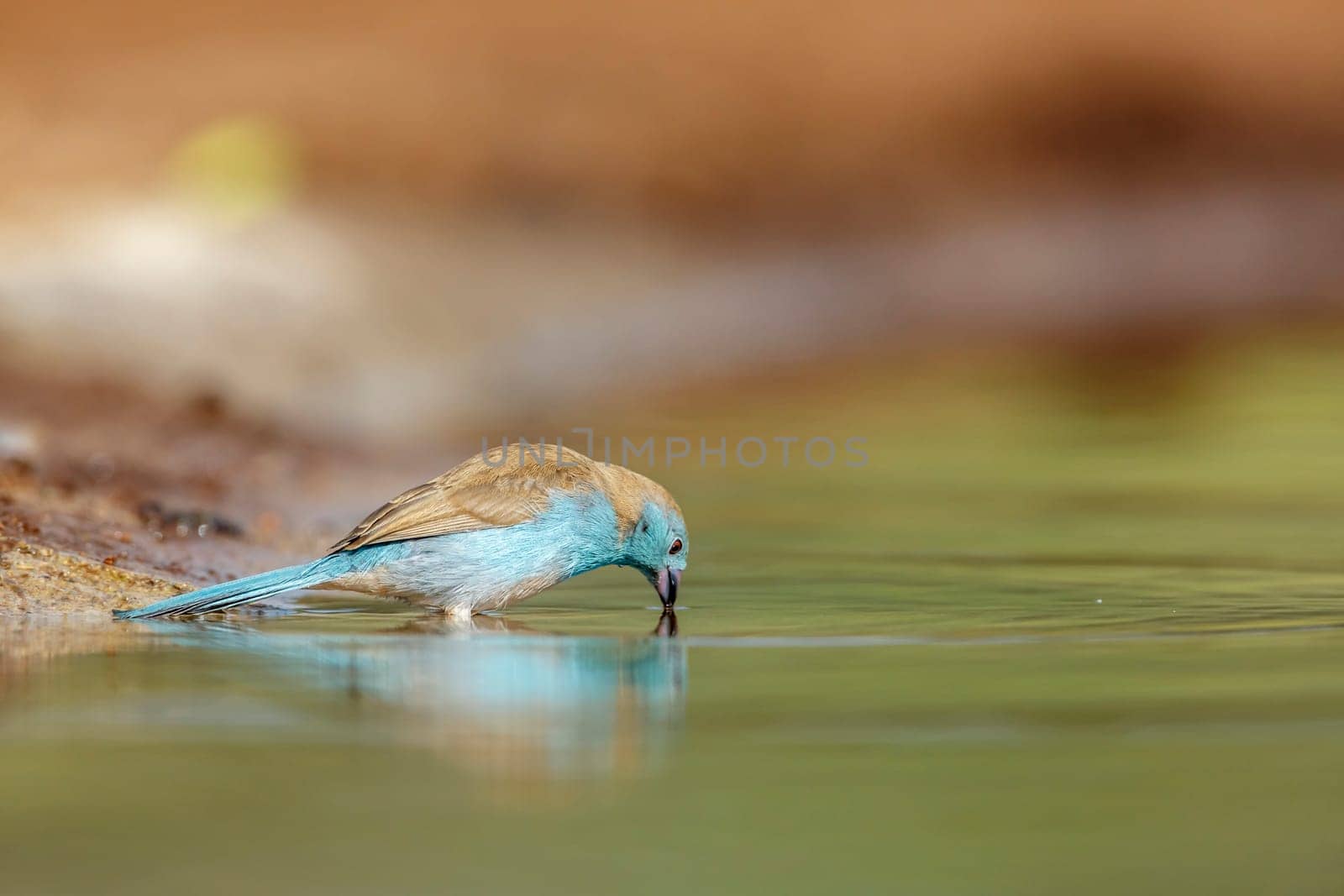Blue breasted cordon bleu in Kruger National park, South Africa by PACOCOMO