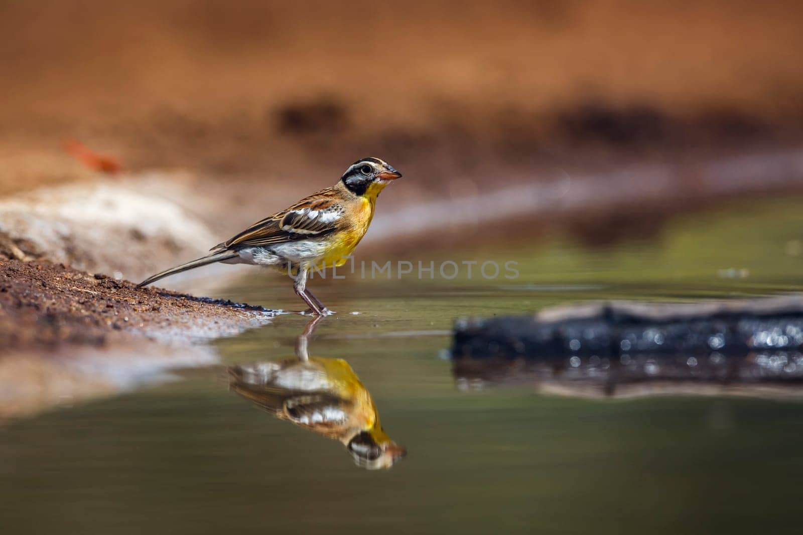 African Golden breasted Bunting male along waterhole with reflection in Kruger National park, South Africa ; Specie Fringillaria flaviventris family of Emberizidae