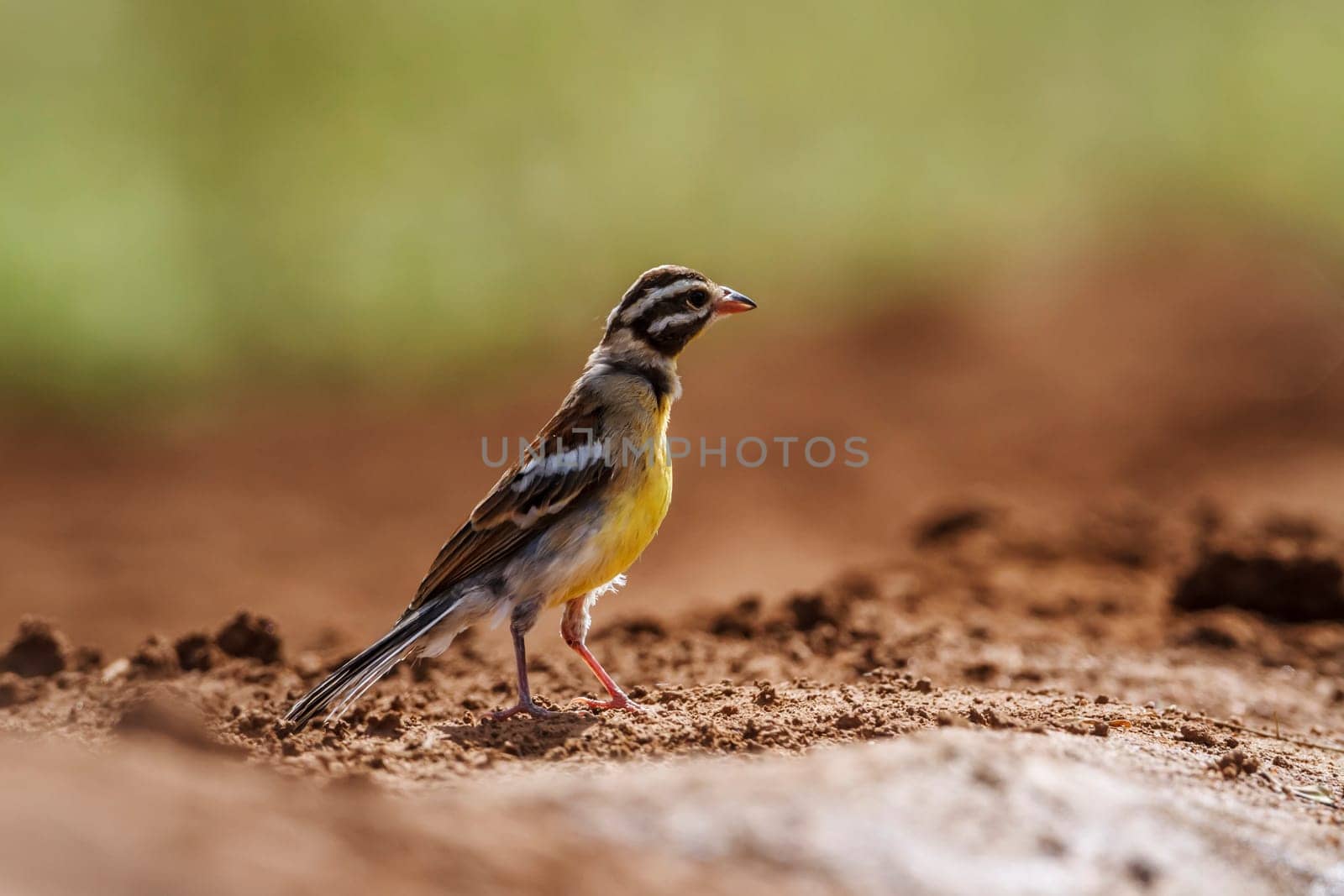 African Golden breasted Bunting in Kruger National park, South Africa by PACOCOMO