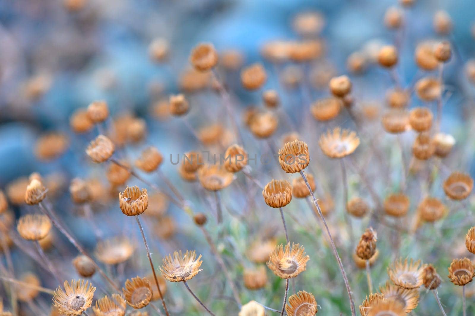 Beautiful wild flowers dried under violent hot summer sun in the field. by Mixa74