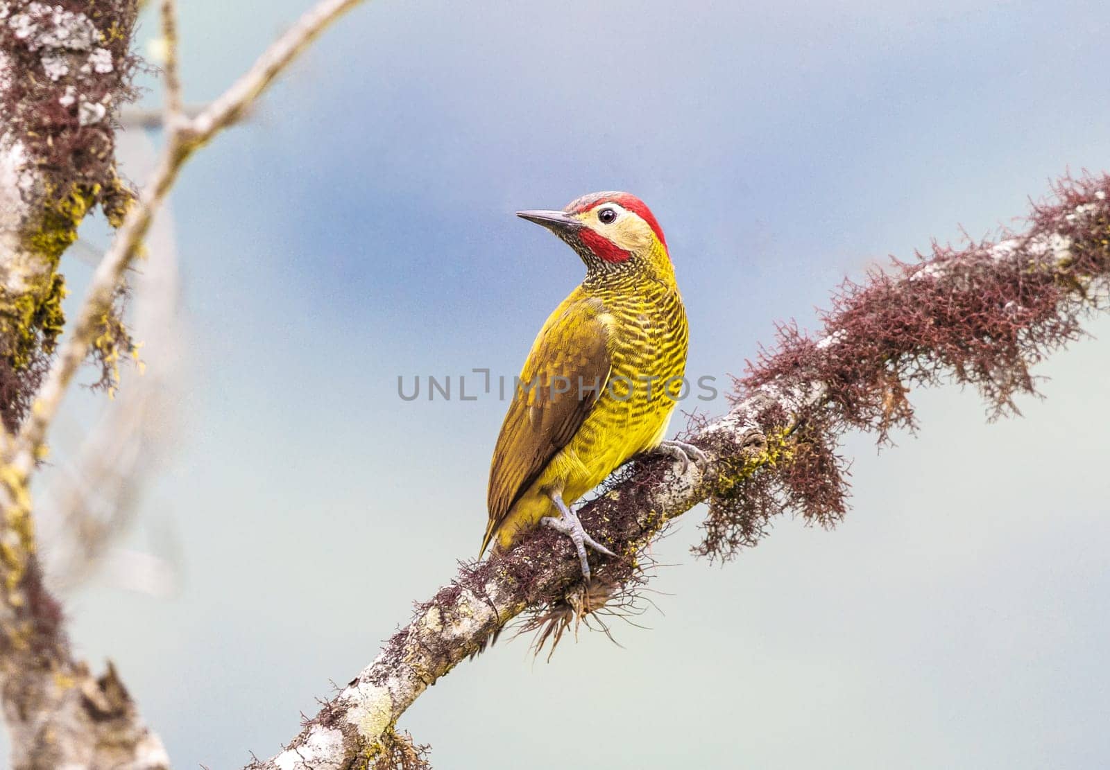 Golden Olive Woodpecker perched on a mossy branch near the road to Manu in Peru