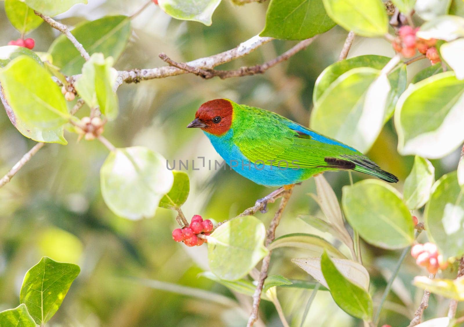 Bay Headed Tanager perched between the foliage by Rajh_Photography