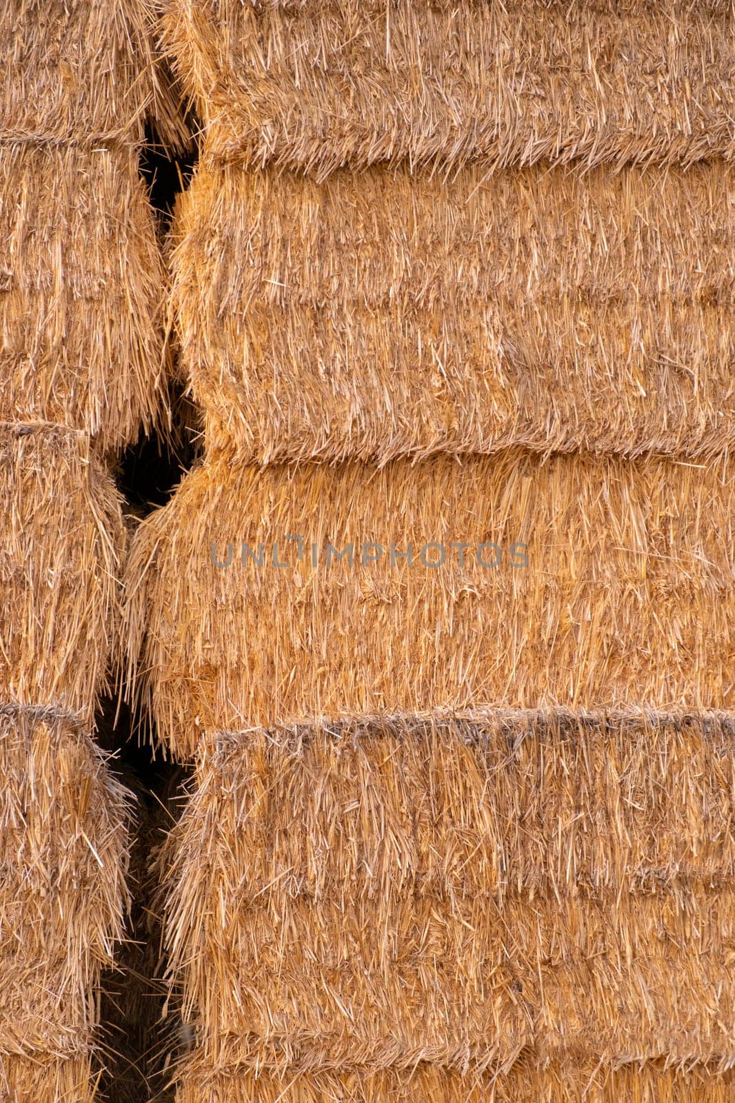 Stack of yellow hay straw bales for background. Concept farm agriculture harvest of alfalfa haybales. High quality verticle photo.
