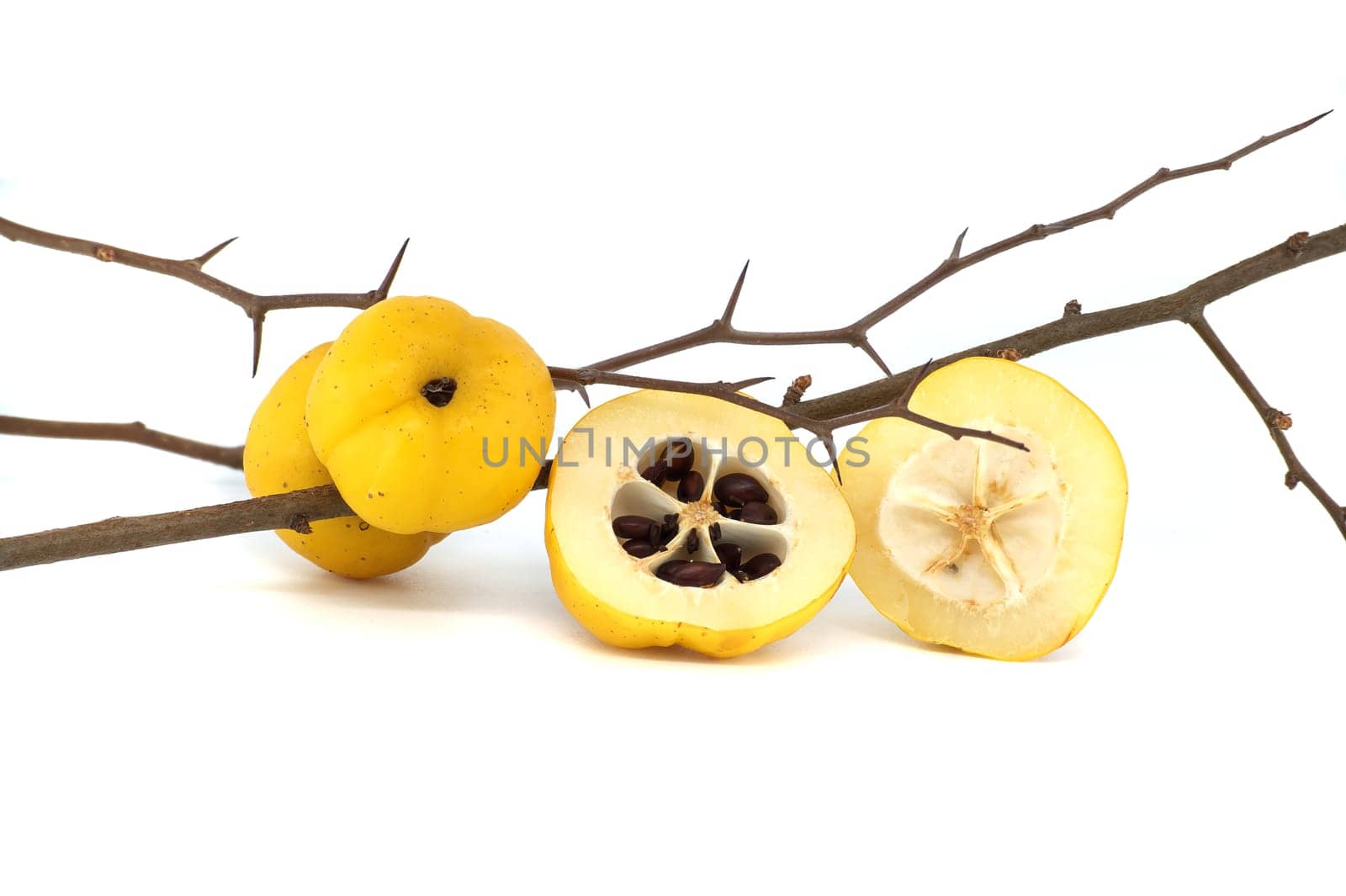 Yellow quince fruits on leafless thorny branch by NetPix
