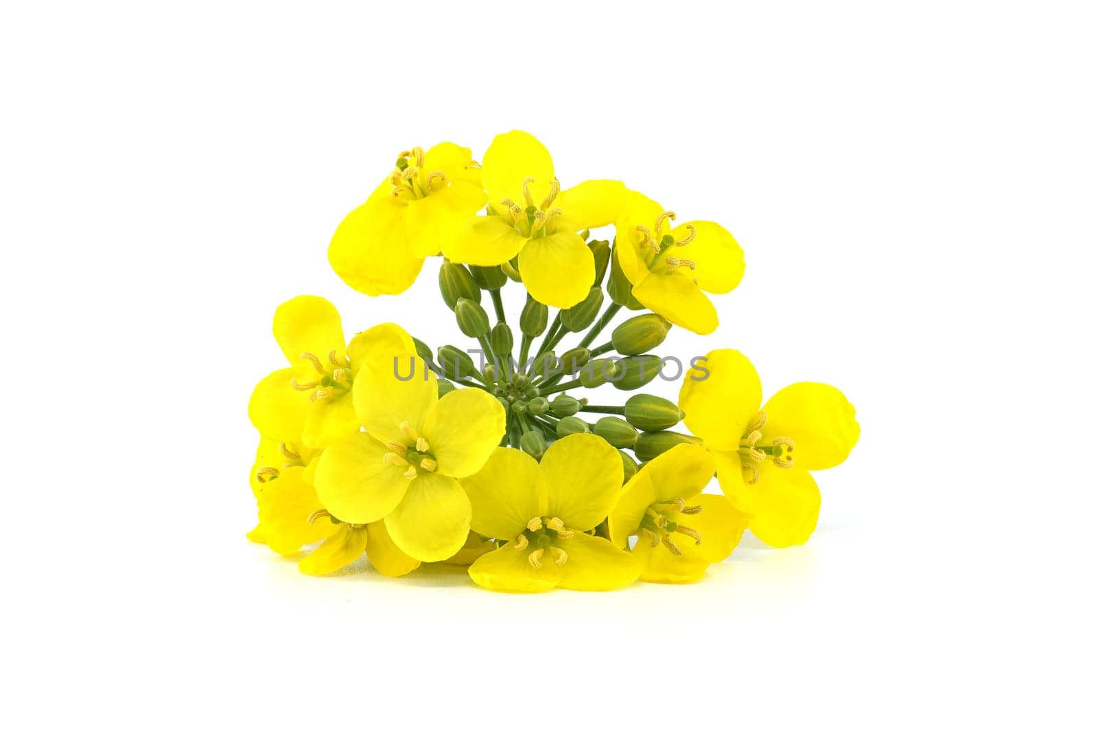 Yellow oilseed rape flowers isolated on white background by NetPix
