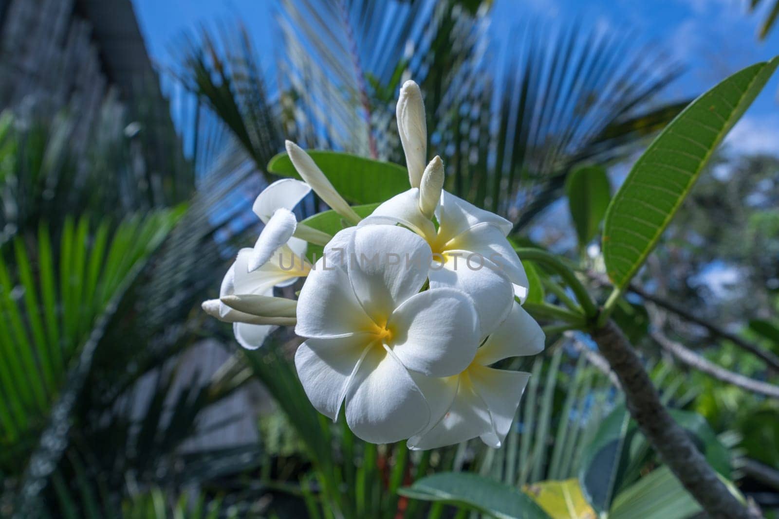 Image of beautiful exotic flower called Plumeria. Thailand