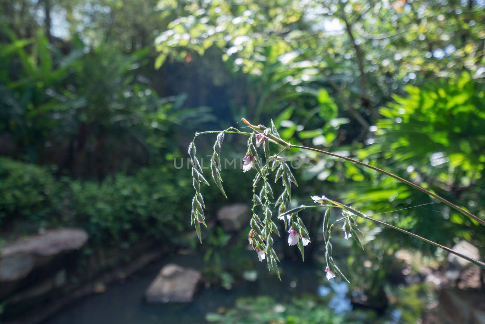 Tropical garden. Focus on blade of grass. Thailand