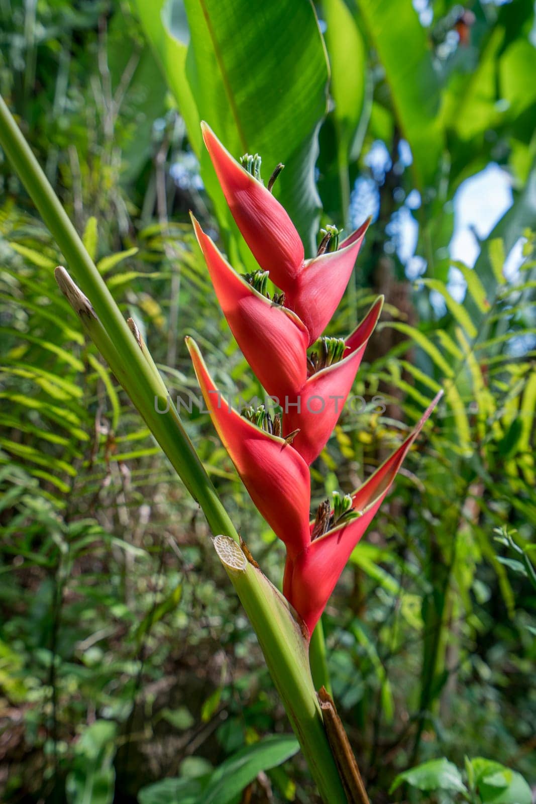Flower called Heliconia Stricta in tropical garden by rivertime