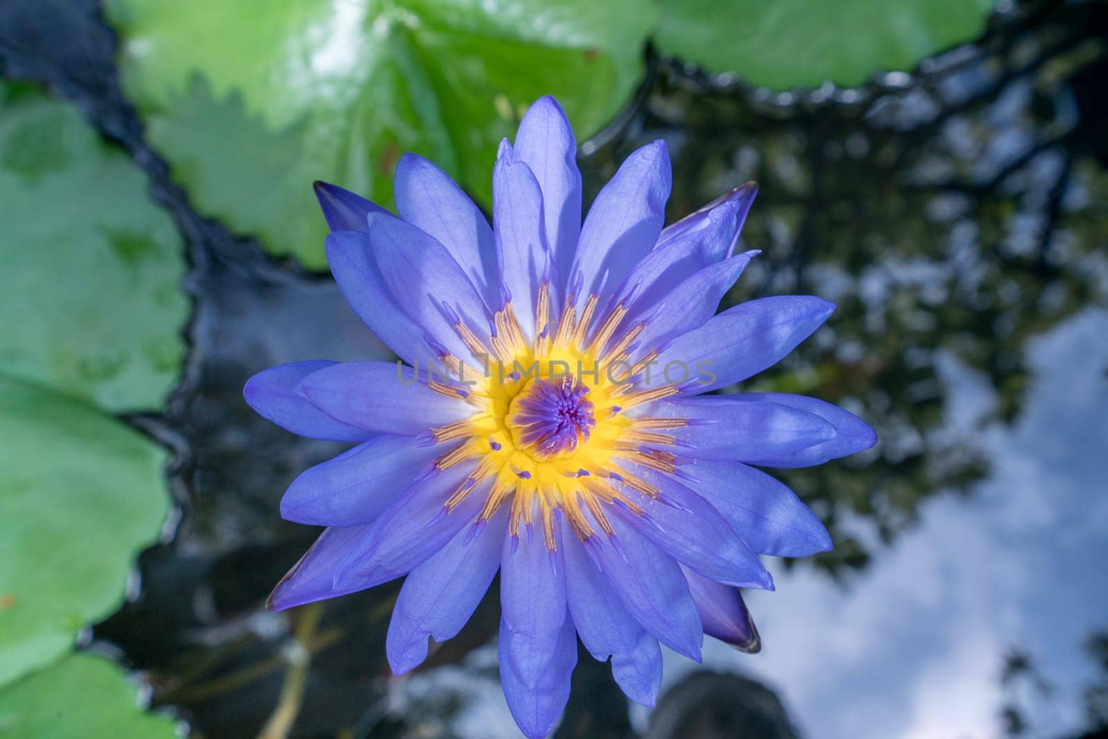 Image of lotus named Nymphaea Caerulea. Thailand by rivertime