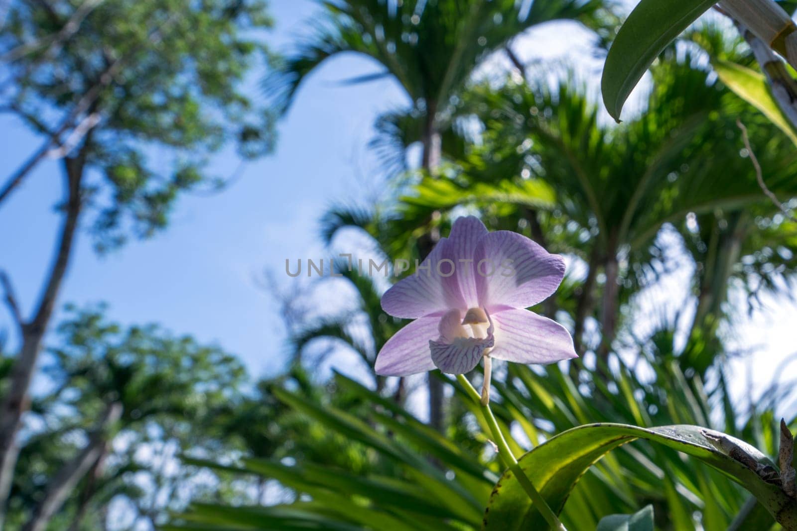 Pink orchid blooming in tropical garden. Thailand by rivertime