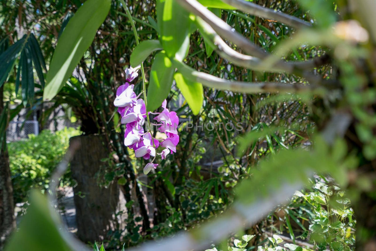 Image of tropical garden in which grow orchids by rivertime