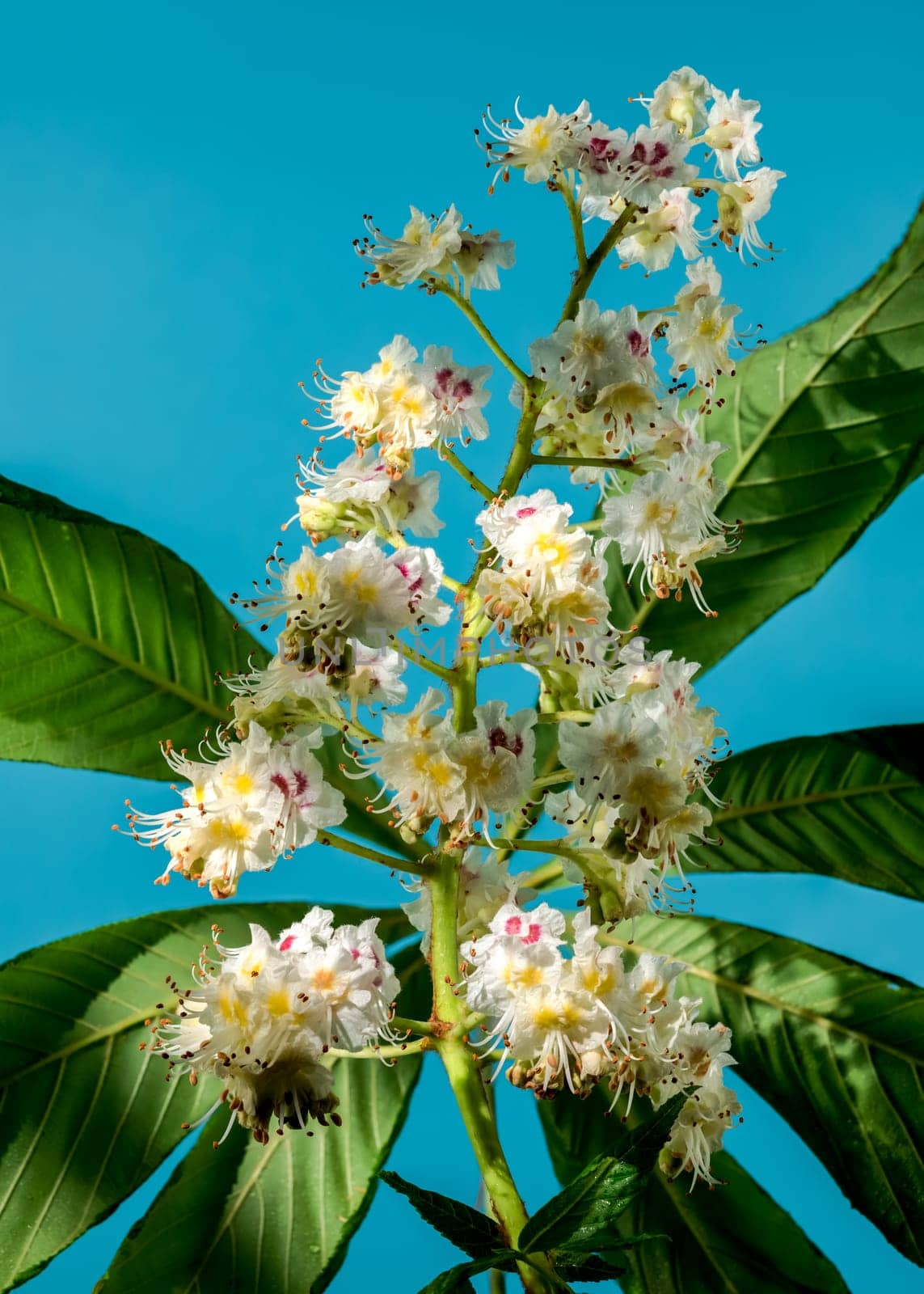 Blooming chestnut tree flowers on a blue background by Multipedia