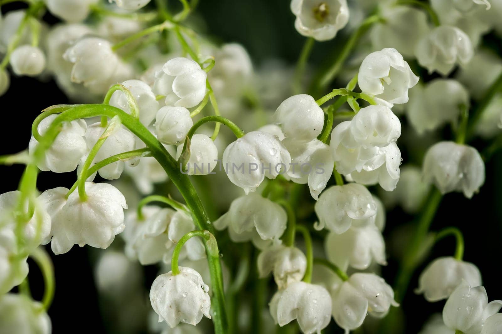 Beautiful blooming white Lily of the valley flower isolated on a black background. Flower head close-up.