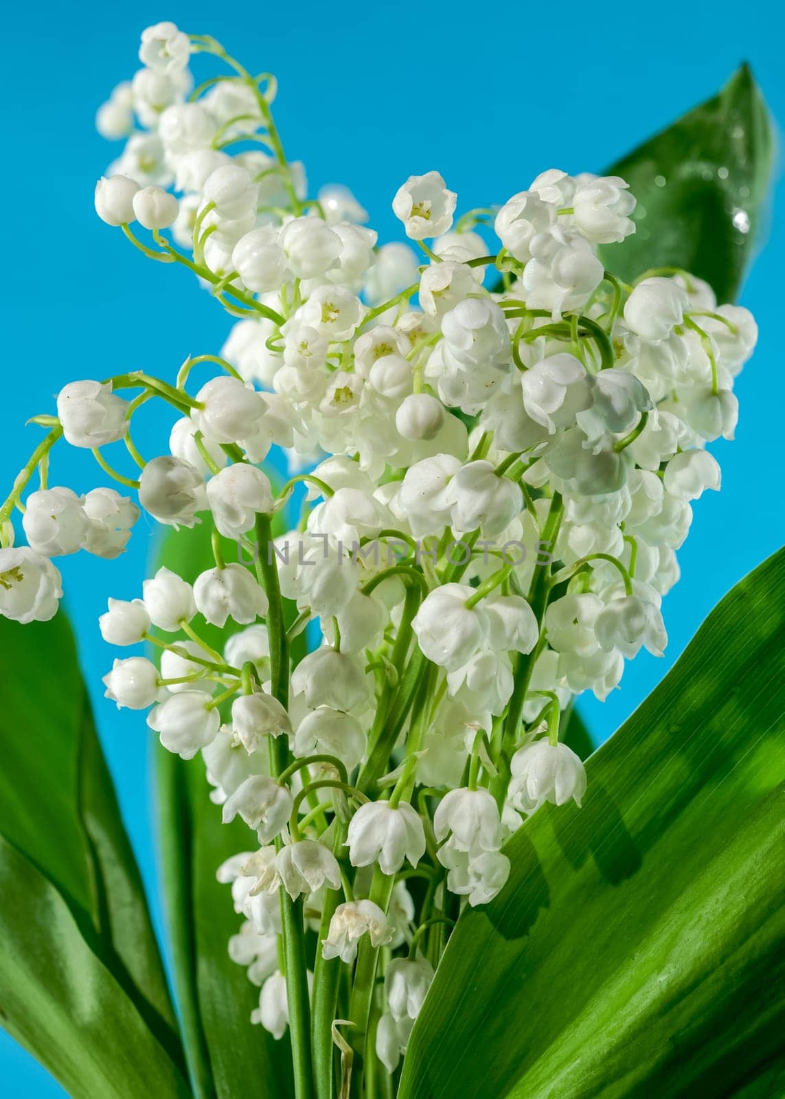 Blooming Lily of the valley flowers on a blue background by Multipedia