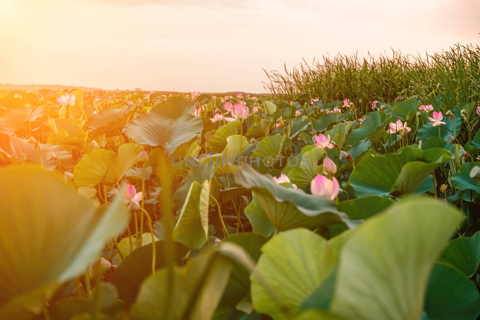 Sunrise in the field of lotuses, Pink lotus Nelumbo nucifera sways in the wind. Against the background of their green leaves. Lotus field on the lake in natural environment