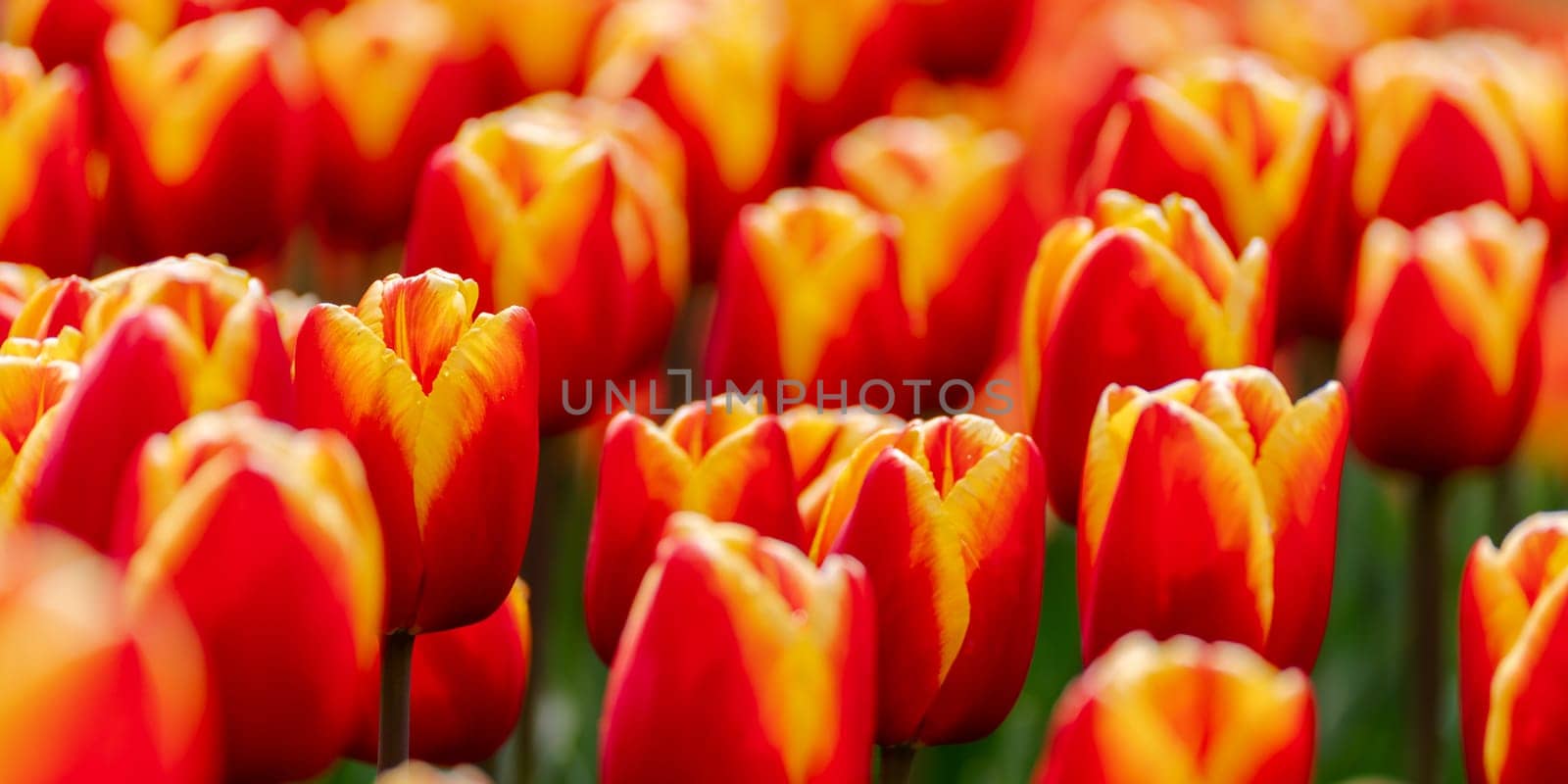 Orange tulips spring blossoming, bokeh flower background, pastel and soft floral card, selective focus.