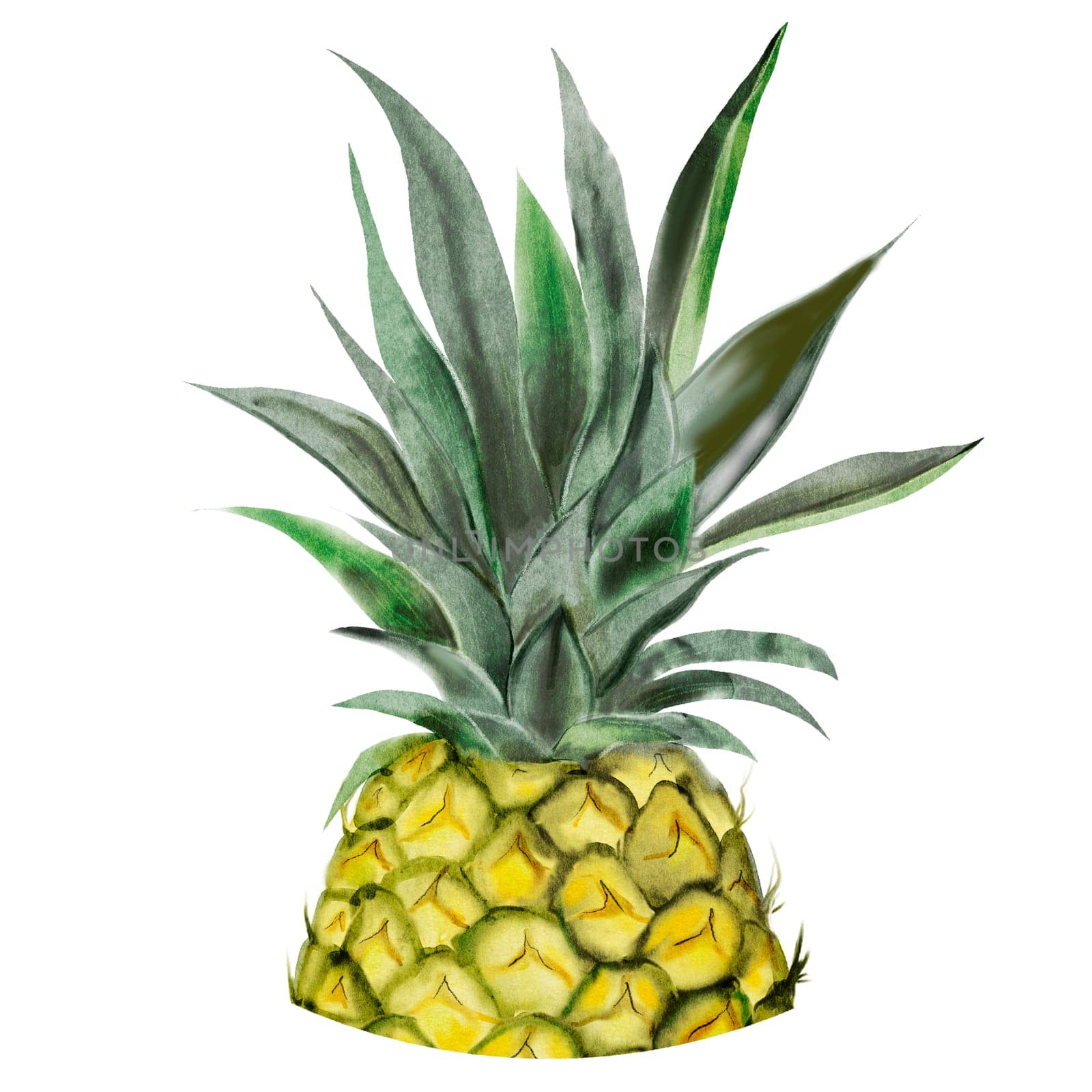 Pineapple watercolor. Half of a tropical fruit on an isolated white background. For designing recipes, educational cards and tropical cocktail menus by TatyanaTrushcheleva