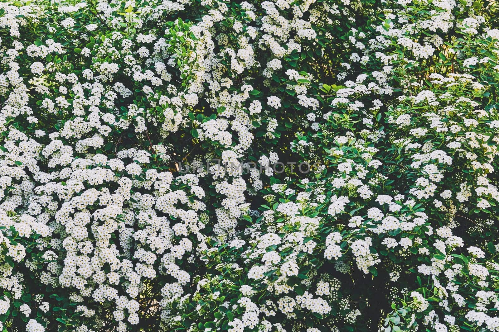 Delicate white summer spring shrub flowers carpet by jovani68