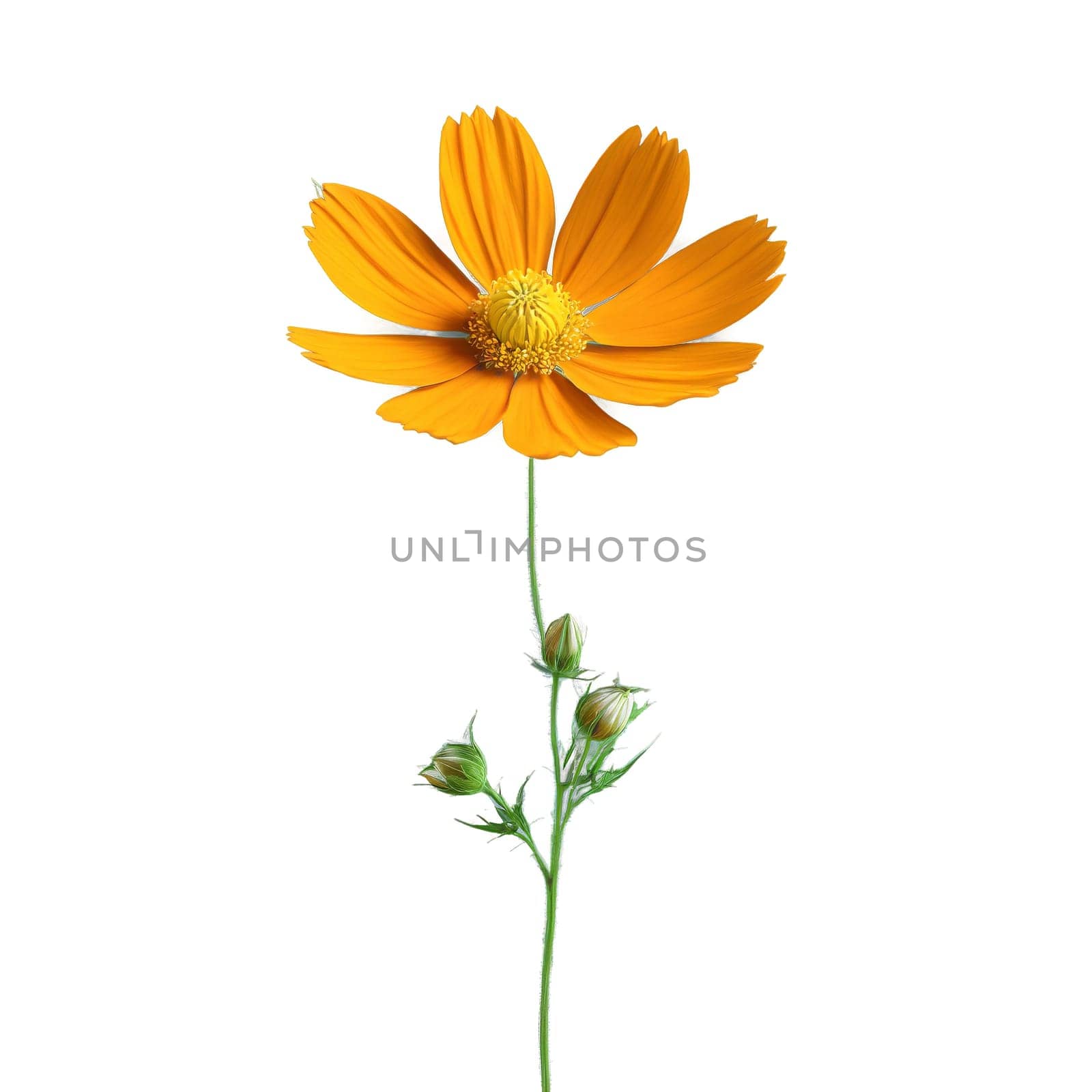 Flowers isolated on transparent background