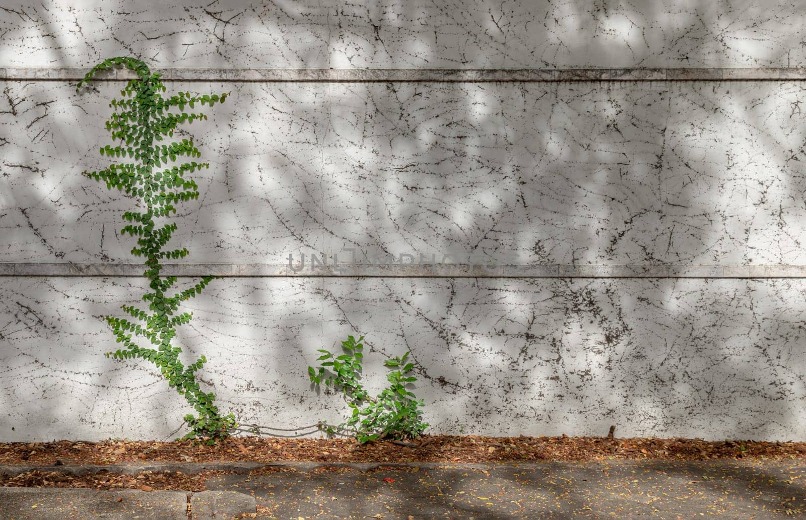 Climbing fig or Creeping fig (Ficus Pumila) the ivy plants are creeping up on whitewashed cement surface background. Green leaf texture and root branch growing on a white concrete wall background, Creeper plant, Green vine or liana, Nature plant wallpaper, Space for text, Selective focus.