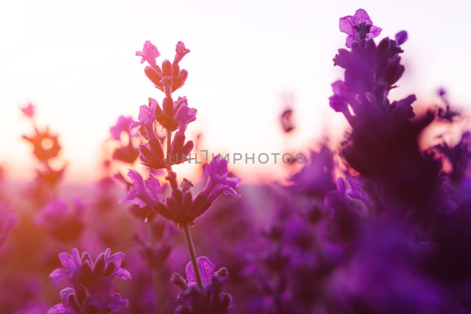 Lavender flower field closeup on sunset, fresh purple aromatic flowers for natural background. Design template for lifestyle illustration. Violet lavender field in Provence, France. by panophotograph