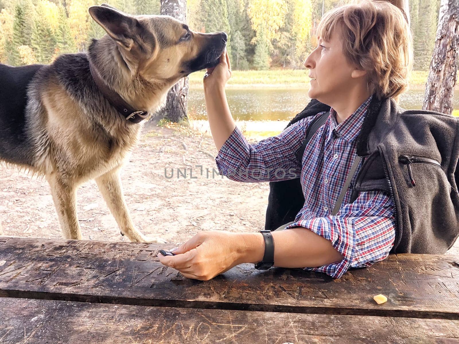 Girl treats a German Shepherd dog at a wooden table in nature. Mature middle aged woman with a pet