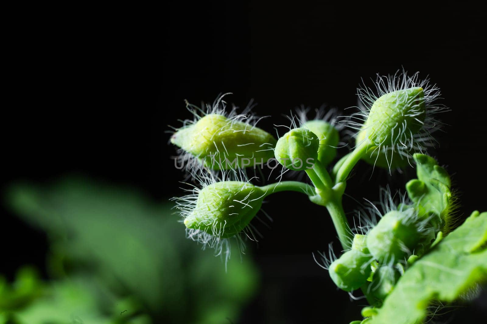 Delicate small white flower buds with hairs on the green stem of a plant with leaves by Pukhovskiy