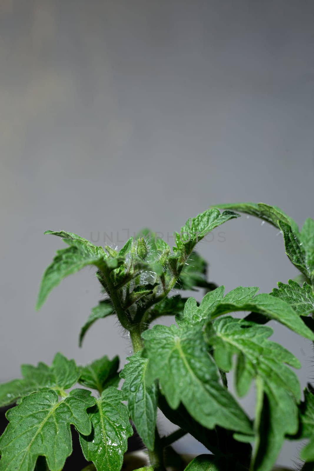 A lush tomato plant with bright green leaves and small buds by Pukhovskiy