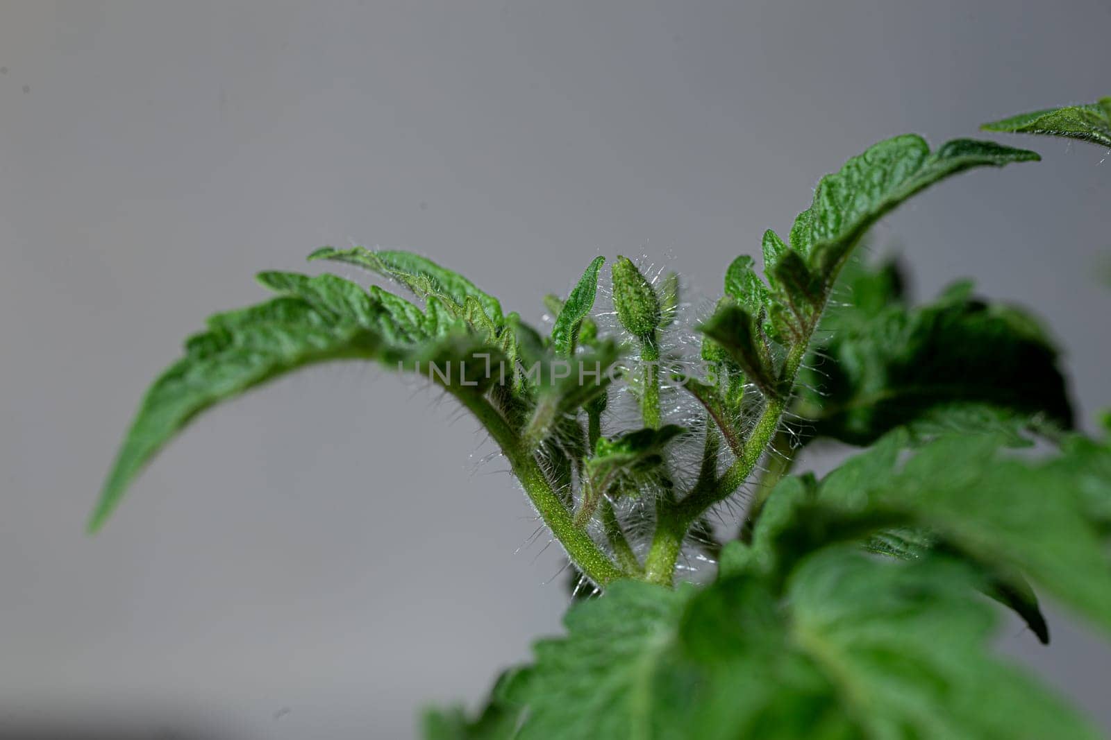 Close-up of young tomato plant with green leaves and buds on gray background by Pukhovskiy