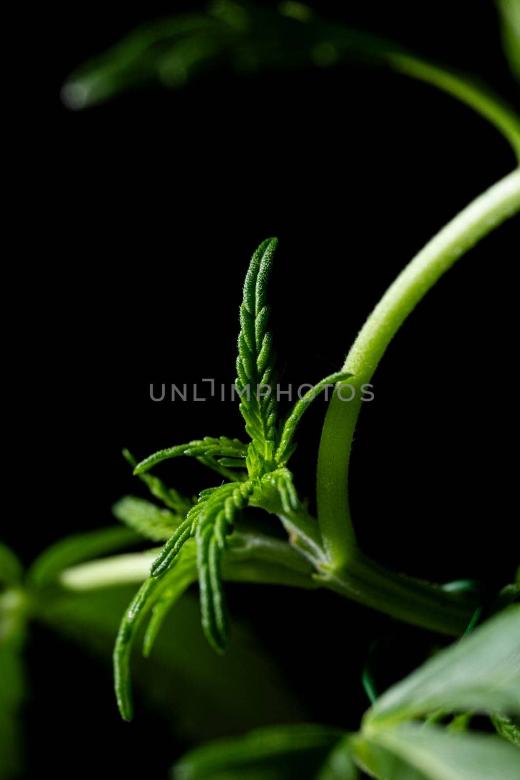 a young green cannabis sprout on a branch.