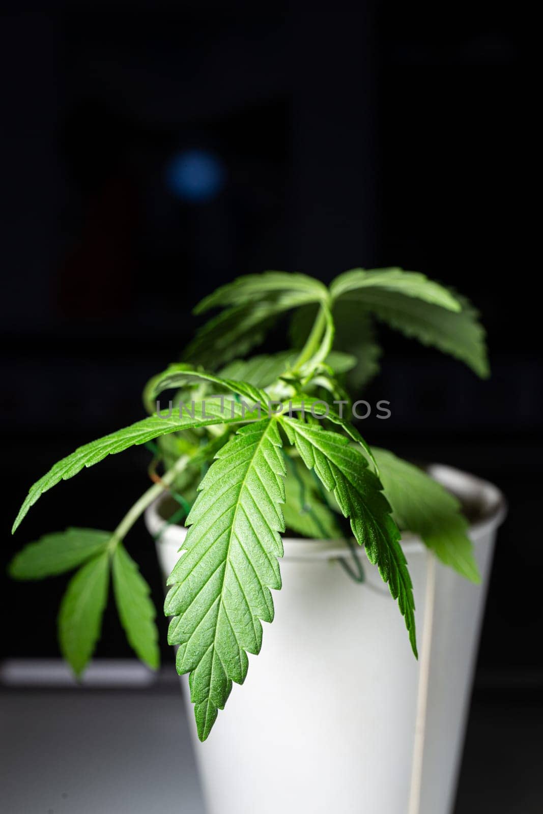 A single cannabis plant isolated on a black background. The plant is in a white plastic pot and has several green leaves.