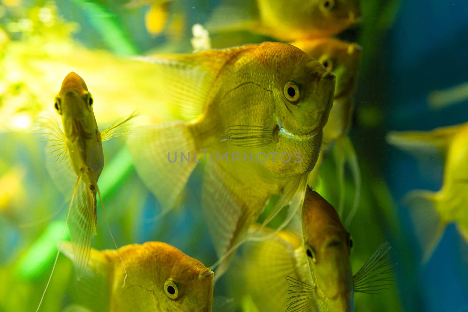 A vibrant freshwater aquarium with colorful fish and lush plants, creating a natural and beautiful underwater ecosystem.