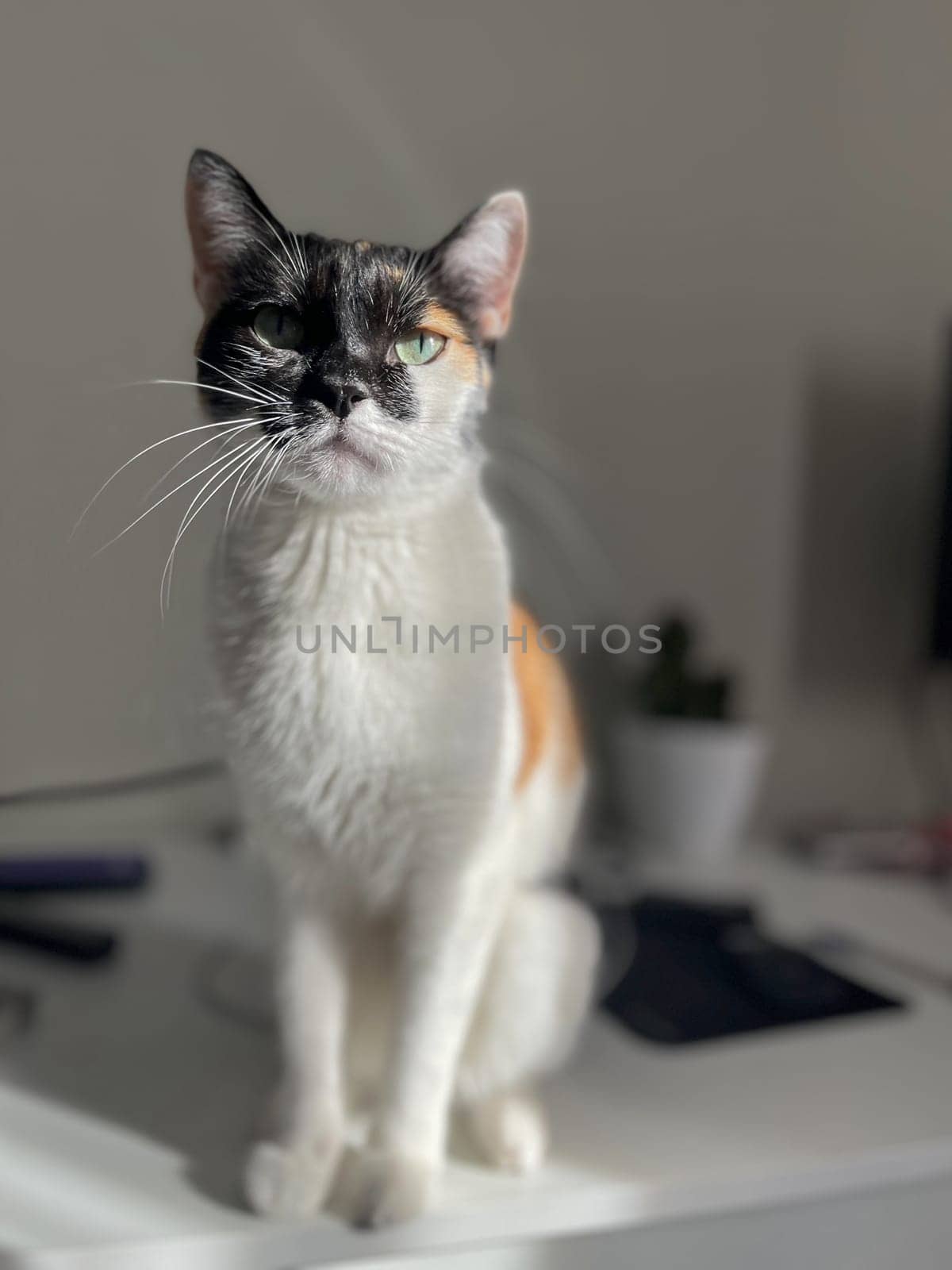 Calico cat with green eyes sits on white table. Unique coat pattern of white, orange, and black. Fluffy tail.