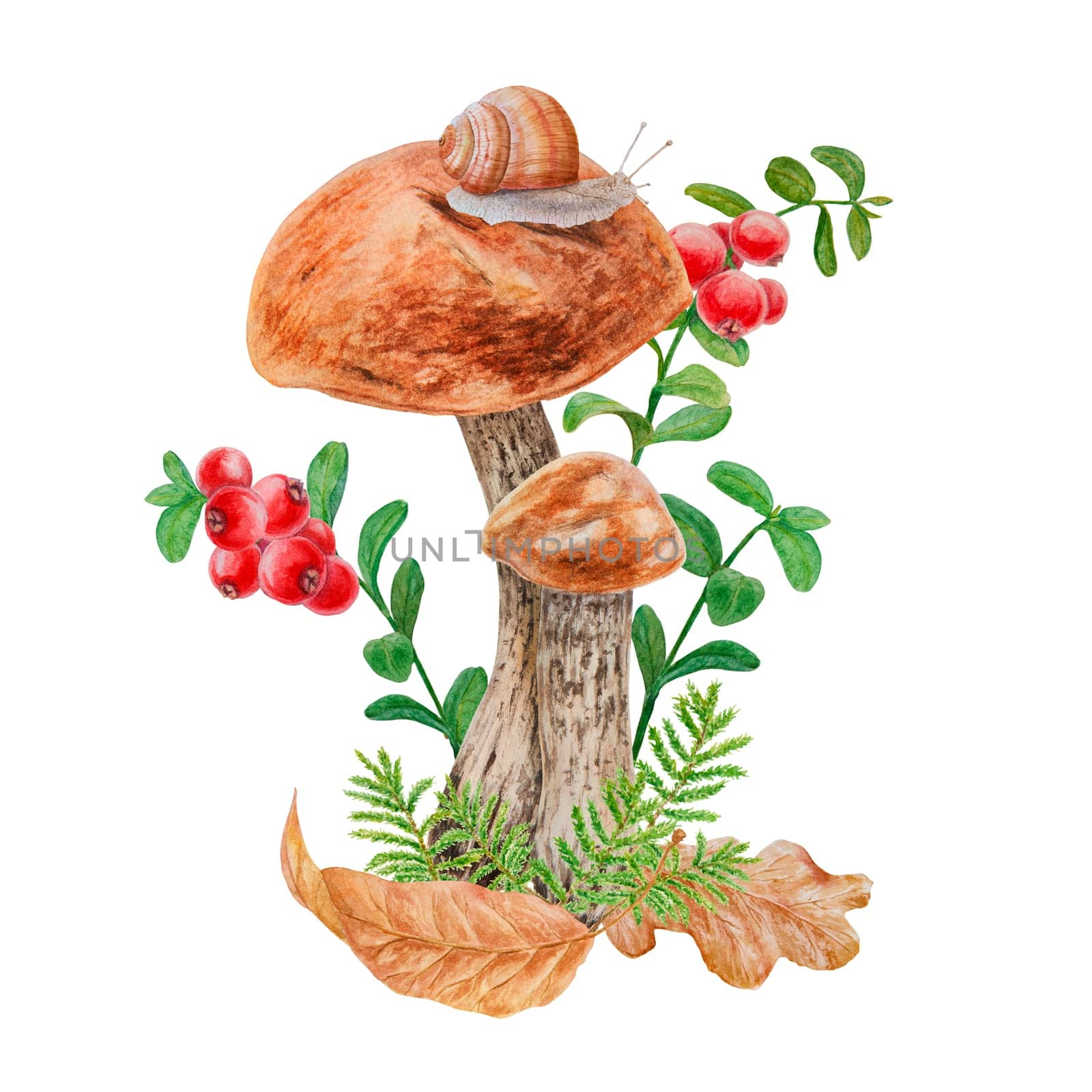Boletus, dry leaves, red berries, snail. Watercolor hand drawn realistic botanical illustration with wild forest mushroom, cranberry for eco goods, card, poster, natural herbal medicine, book, sticker by florainlove_art