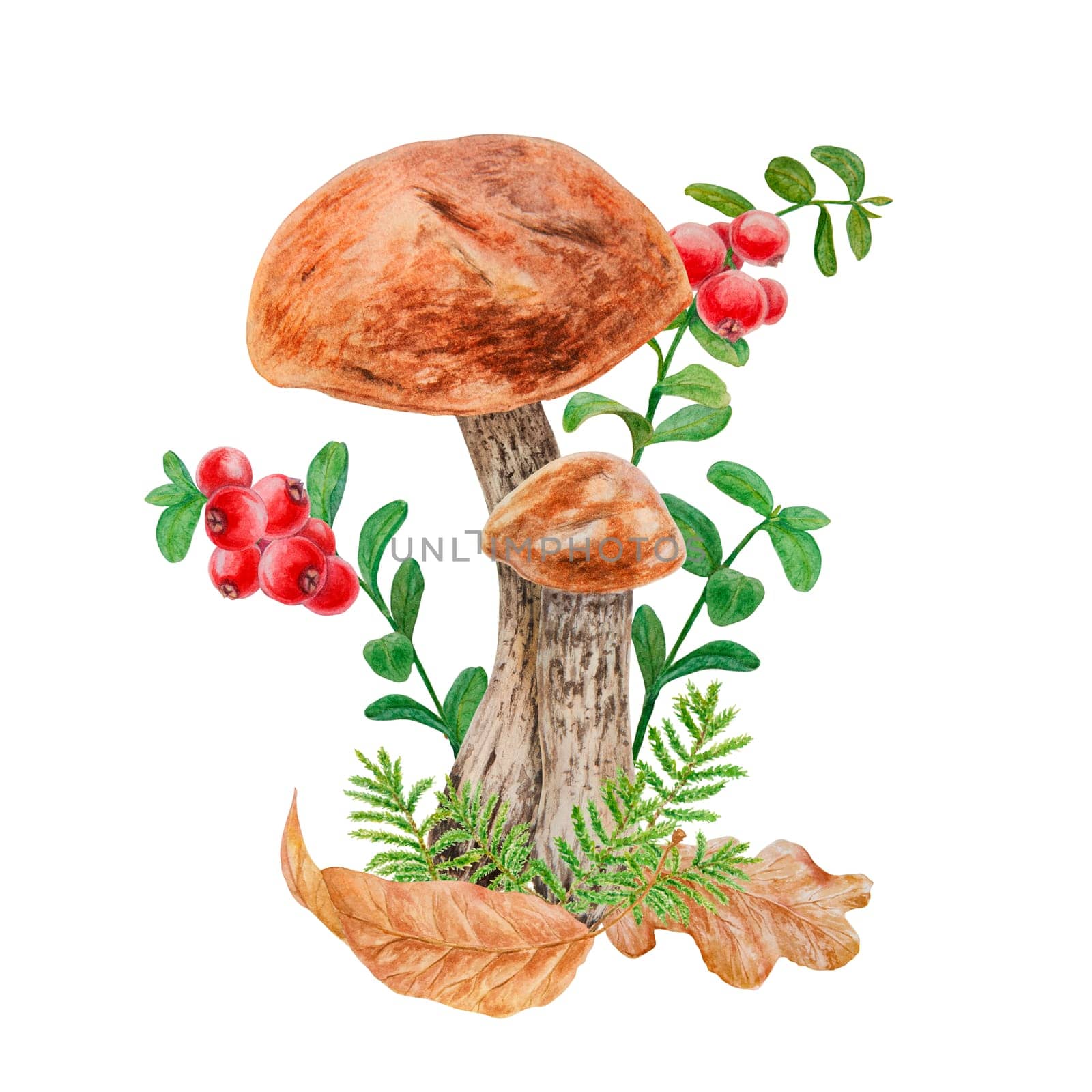 Wild mushroom and moss watercolor hand drawn botanical realistic illustration. Forest boletus isolated on white background. Great for printing on fabric, postcards, invitations, menus, book of recipes