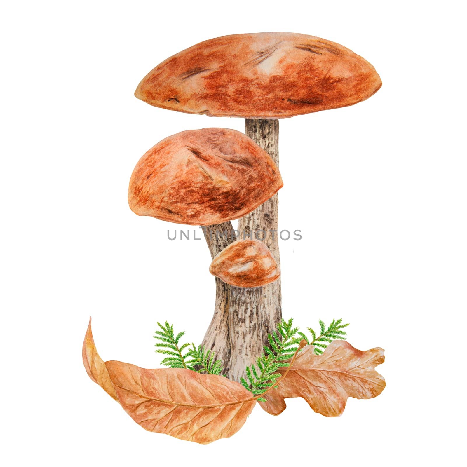 Wild mushroom, dry leaves and moss watercolor hand drawn botanical realistic illustration. Forest edible boletus clip art. Great for printing on fabric, postcards, invitations, menus, farm prints by florainlove_art