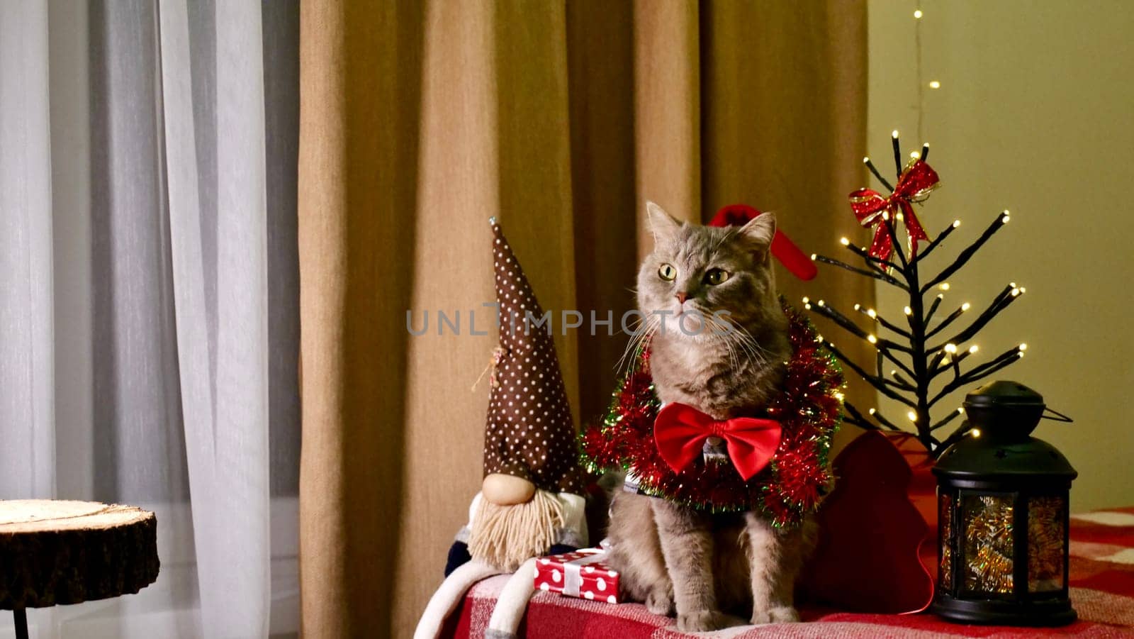Scottish straight eared cat and red decorations on New Year's, celebrating Holiday Christmas. Pet sitting on the bed at home