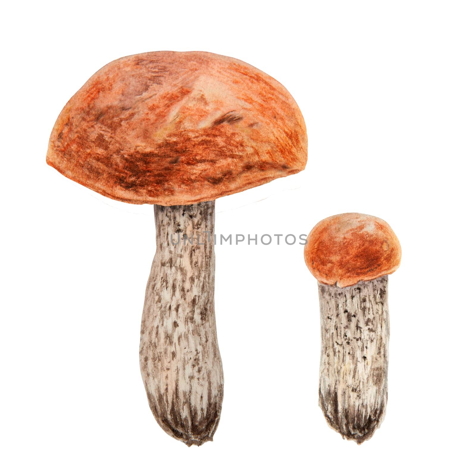 Wild edible mushrooms with red cap. Watercolor hand drawn botanical realistic illustration. Forest boletus clip art. Isolated painting for fabric, postcards, invitations, menus, prints, packing paper by florainlove_art