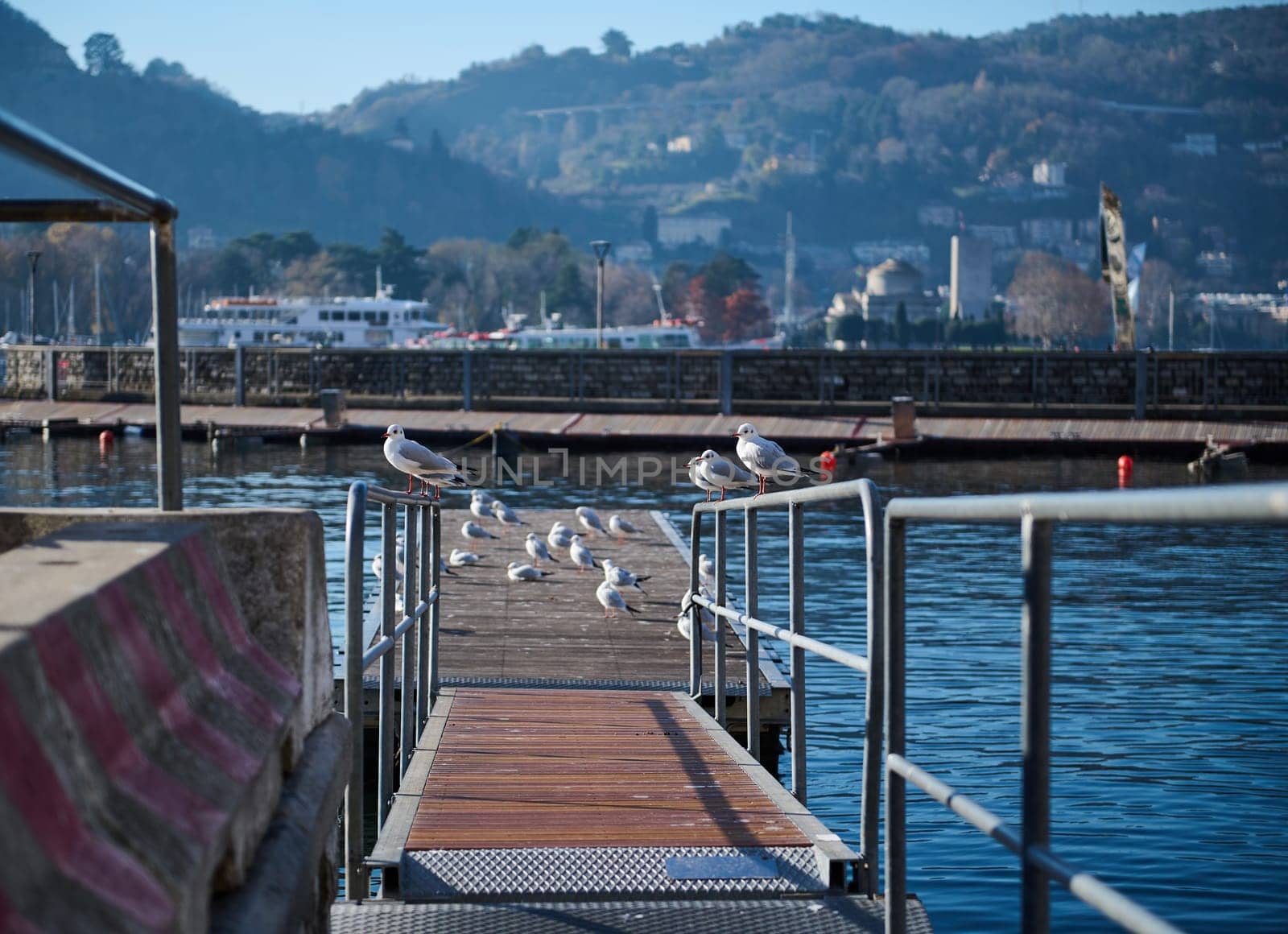 A row of beautiful seagulls sitting on the bridge over the background of moored boats on the marina of the lake of Como. People. Nature. Animals. Travel and tourism. Famous places in Italy, Lombardy by artgf