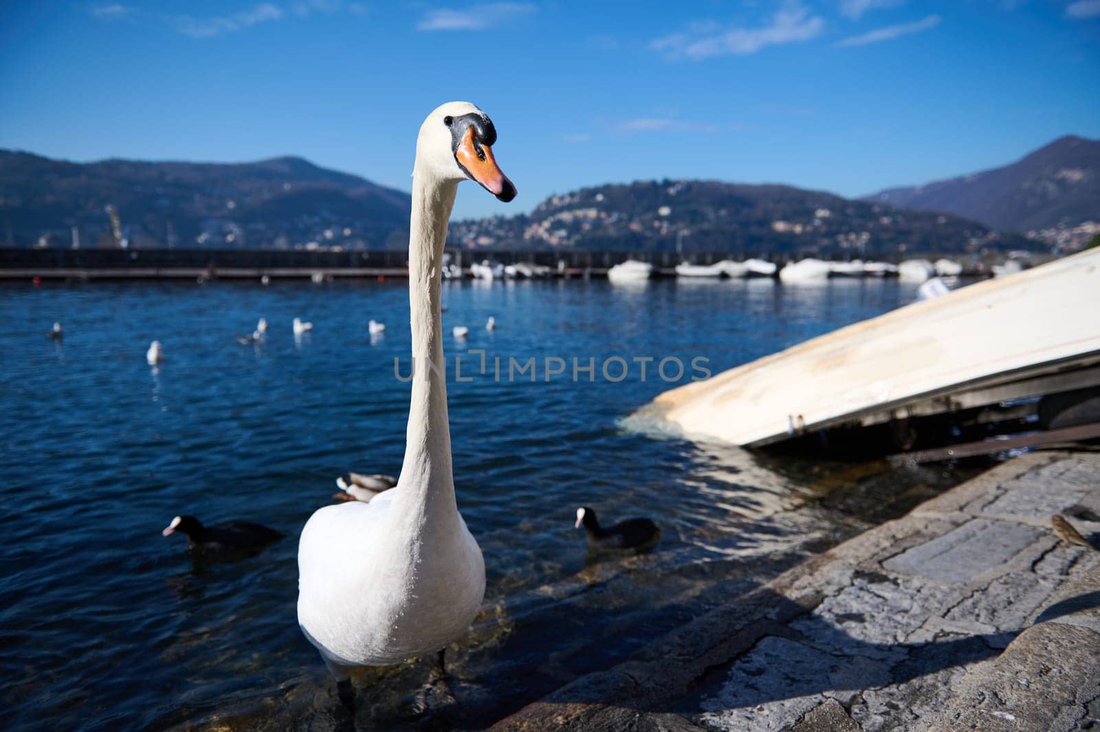 Beautiful white swans and ducks on the lake of Como near moored boats on the lakefront against Alps mountains background, on a sunny winter day. Animals in wild life. Nature. Como, Italy, Lombardy.
