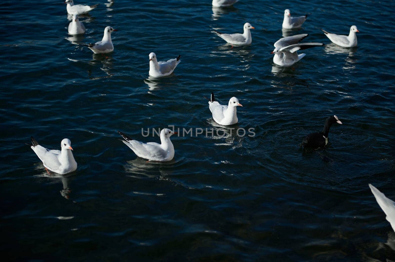 Beautiful birds swimming in the lake of Como. Lombardy. Italy. Animals theme. Animals and nature. Animals in wildlife. by artgf