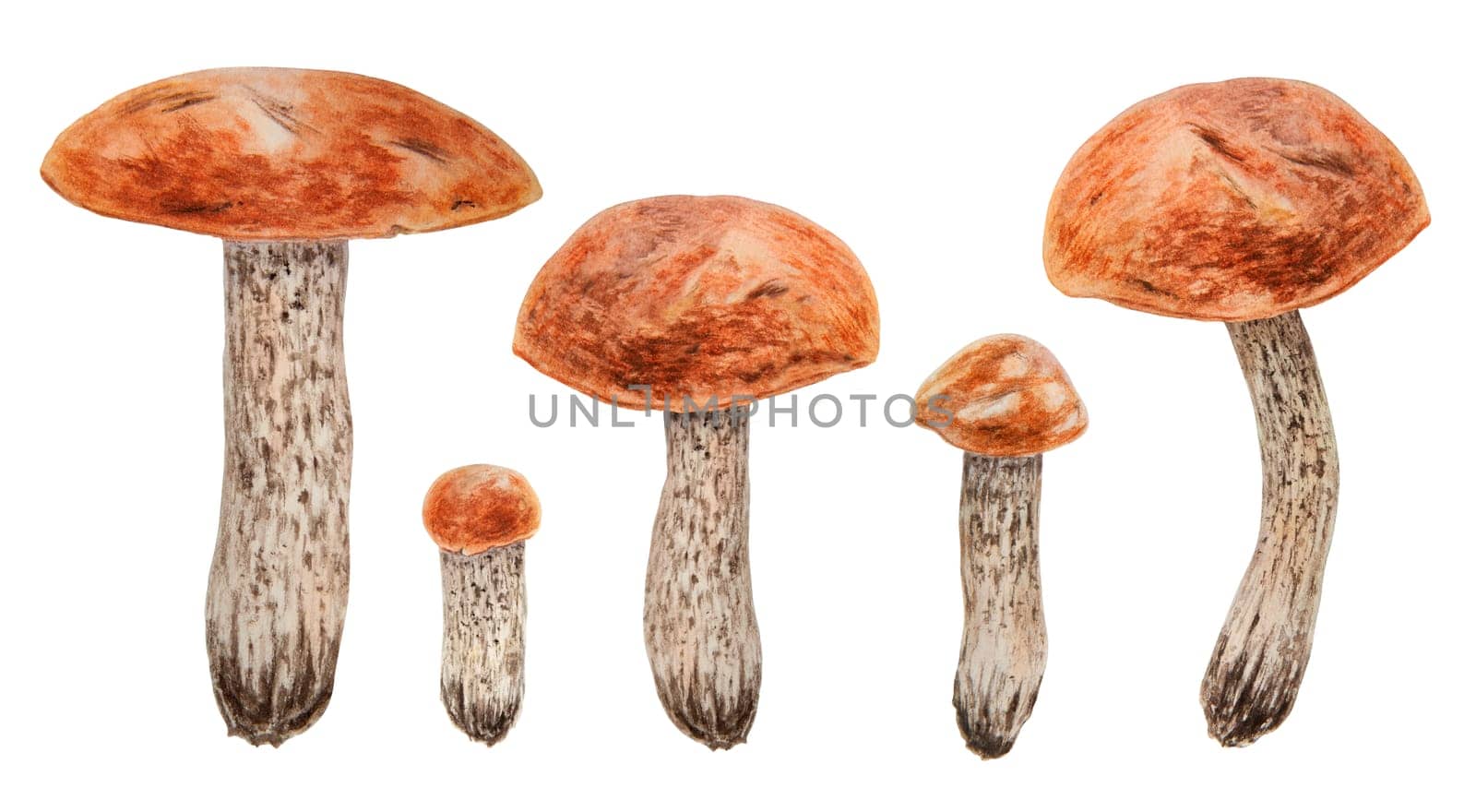 Wild edible mushroom with red cap. Watercolor hand drawn botanical realistic illustration. Forest boletus clip art. Isolated painting for fabric, postcards, invitations, menus, prints, packing paper.