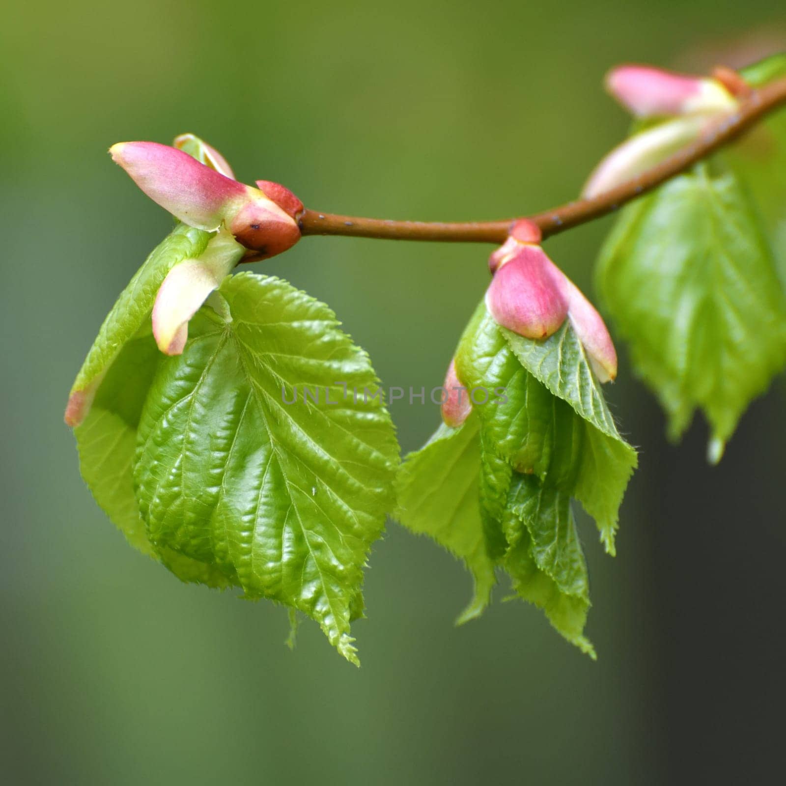 Young small linden leaves in an early spring by olgavolodina