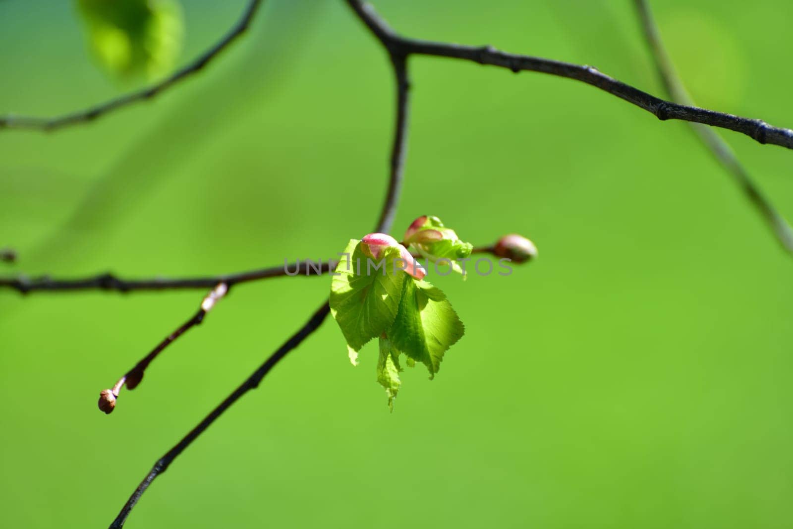 Young small linden leaves in early spring