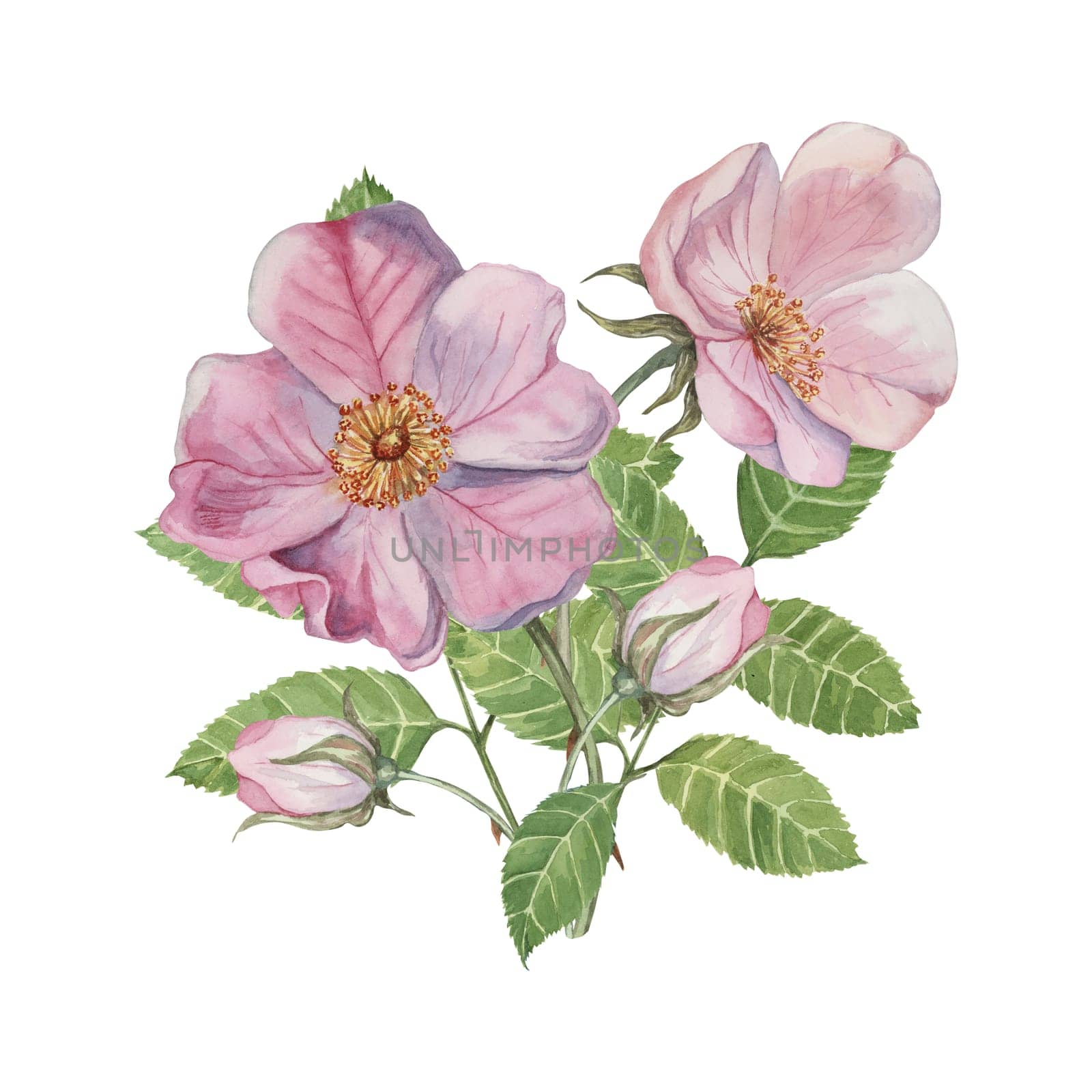 Pink bouquet of flower, buds and leaves of wild rose. Dog rose, briar boutonniere watercolor clipart. Botanical arrangement for printing, cosmetics by Fofito