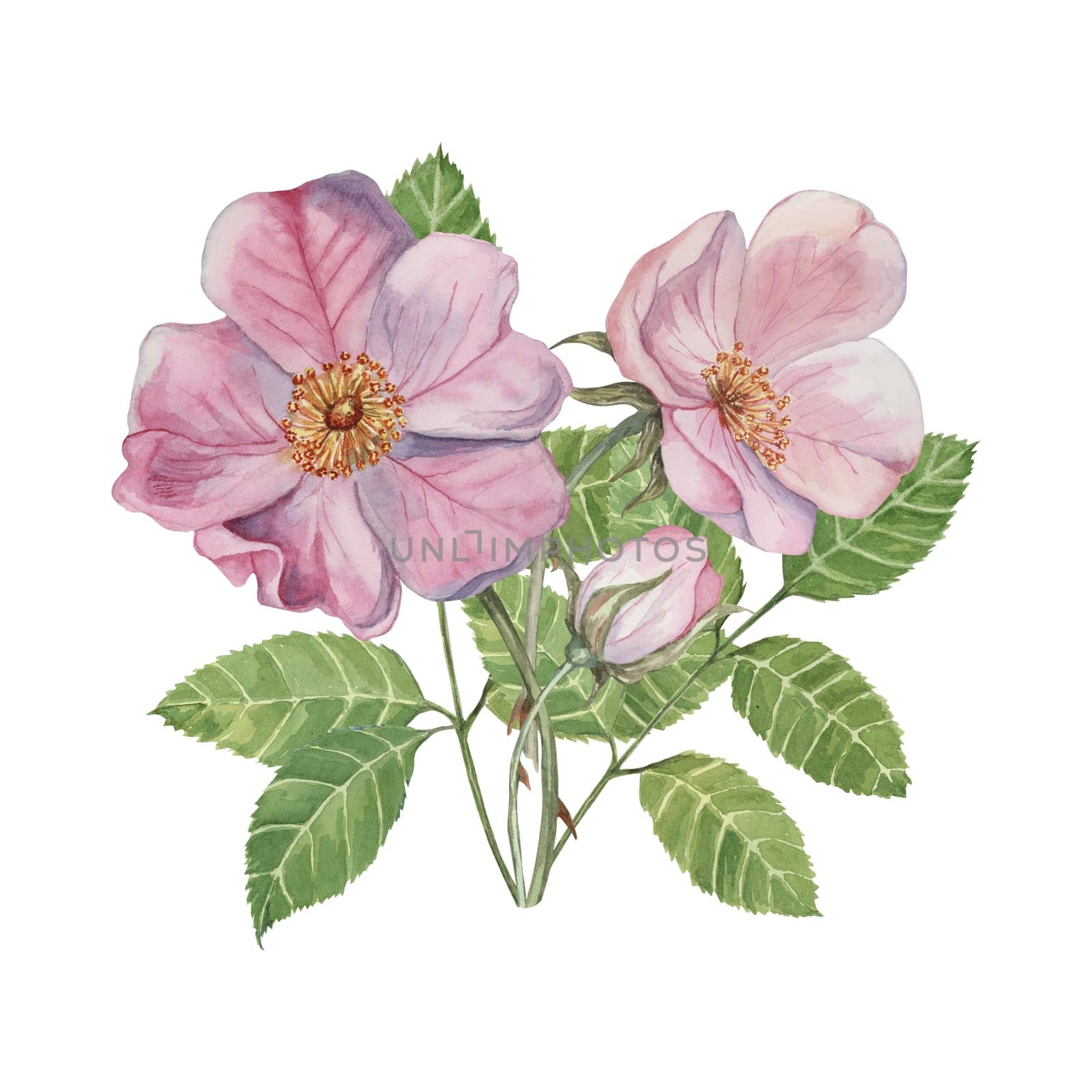 Dog rose bouquet, rosa canina watercolor floral clipart. Pink flower bundle, rose hips, buds and leaf of wild rose. Botanical briar boutonniere for printing, beauty, cosmetics, perfume, labels, food