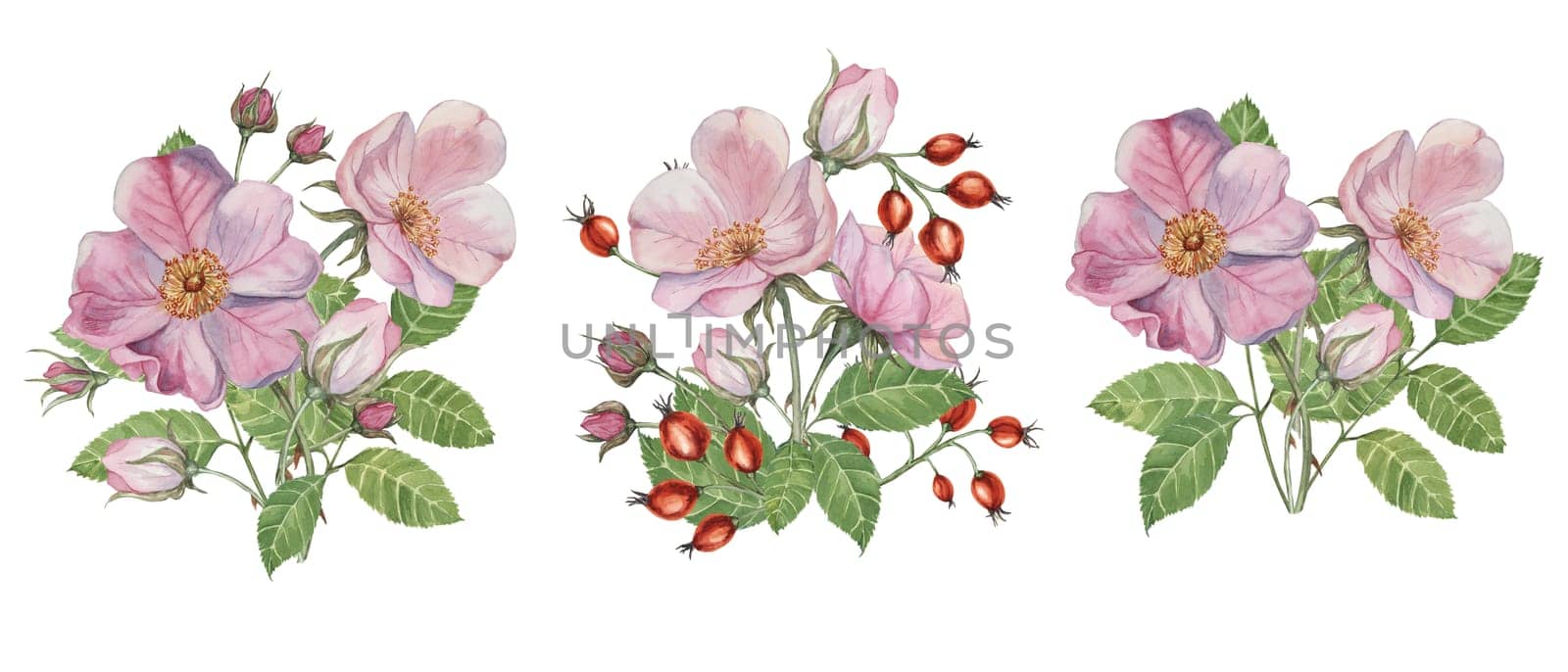 Pink bouquet of flower, rose hips, buds and leaves of wild rose. Abundant dog rose, briar watercolor clipart. Botanical arrangement for printing by Fofito