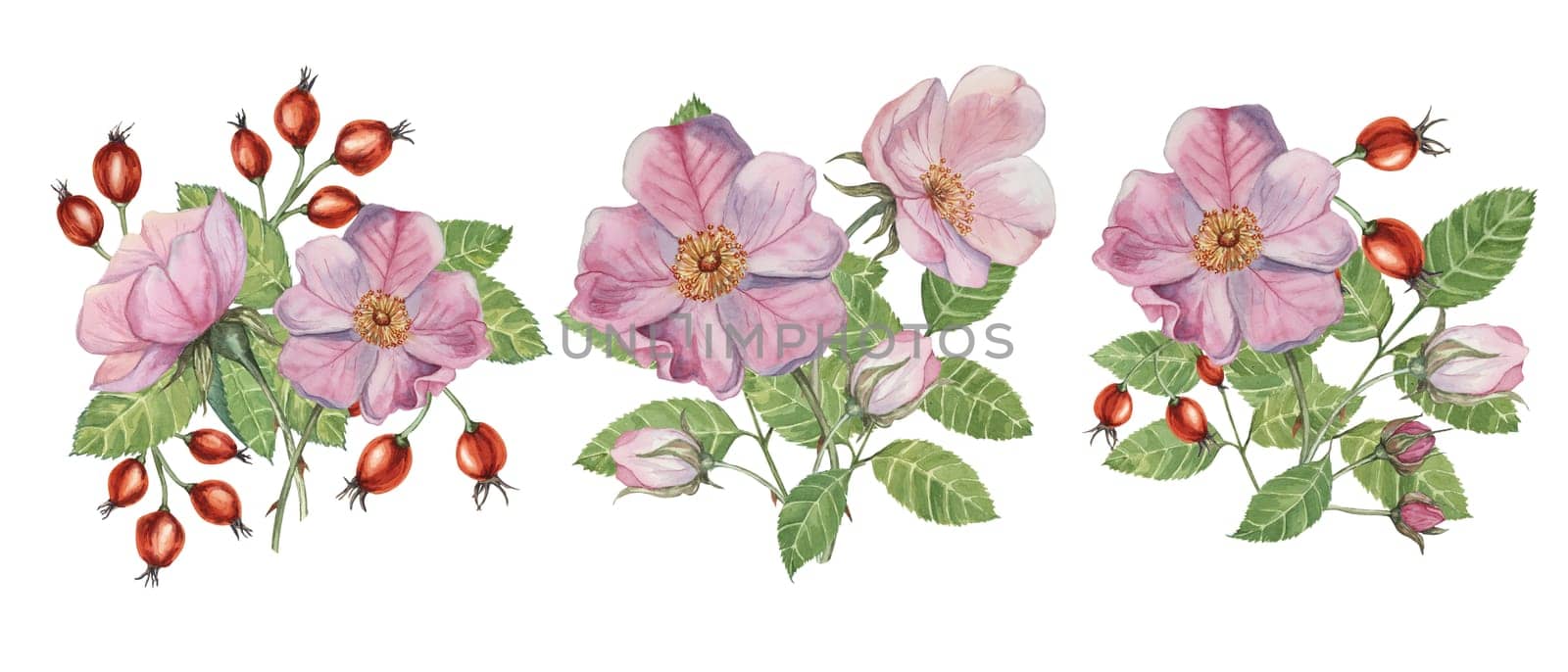 Pink bouquet of flower, rose hips, buds and leaves of wild rose. Abundant dog rose, briar watercolor clipart. Botanical arrangement for printing by Fofito